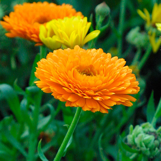 calendula1.jpg