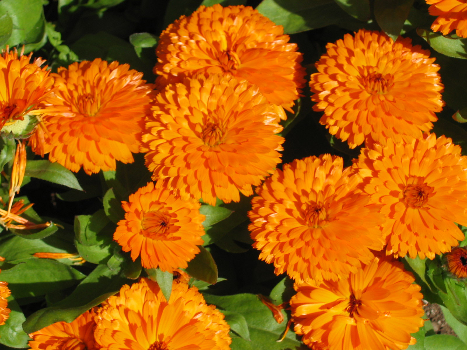 calendula_4.jpg