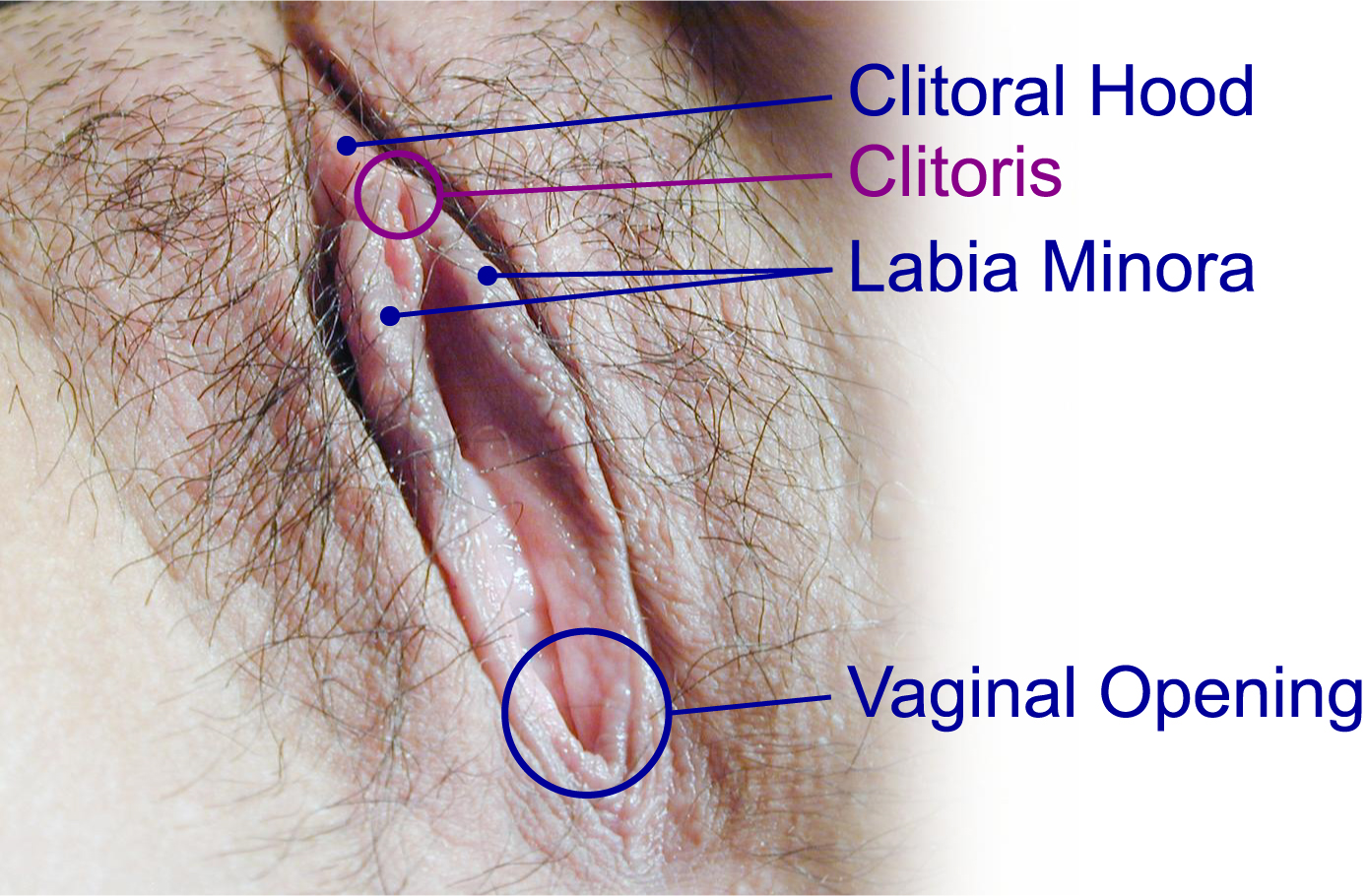 Clitoris.jpg