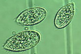 tetrahymena_crop_res2.jpg