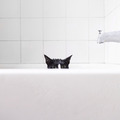 A macska fürdetése
