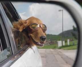 Dog-Car-Ride.jpg