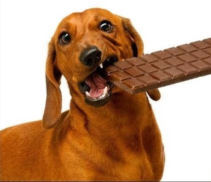 dog-chocolate.jpg