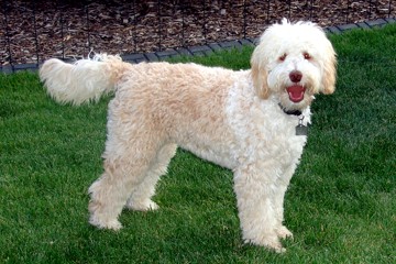 labradoodle.jpg