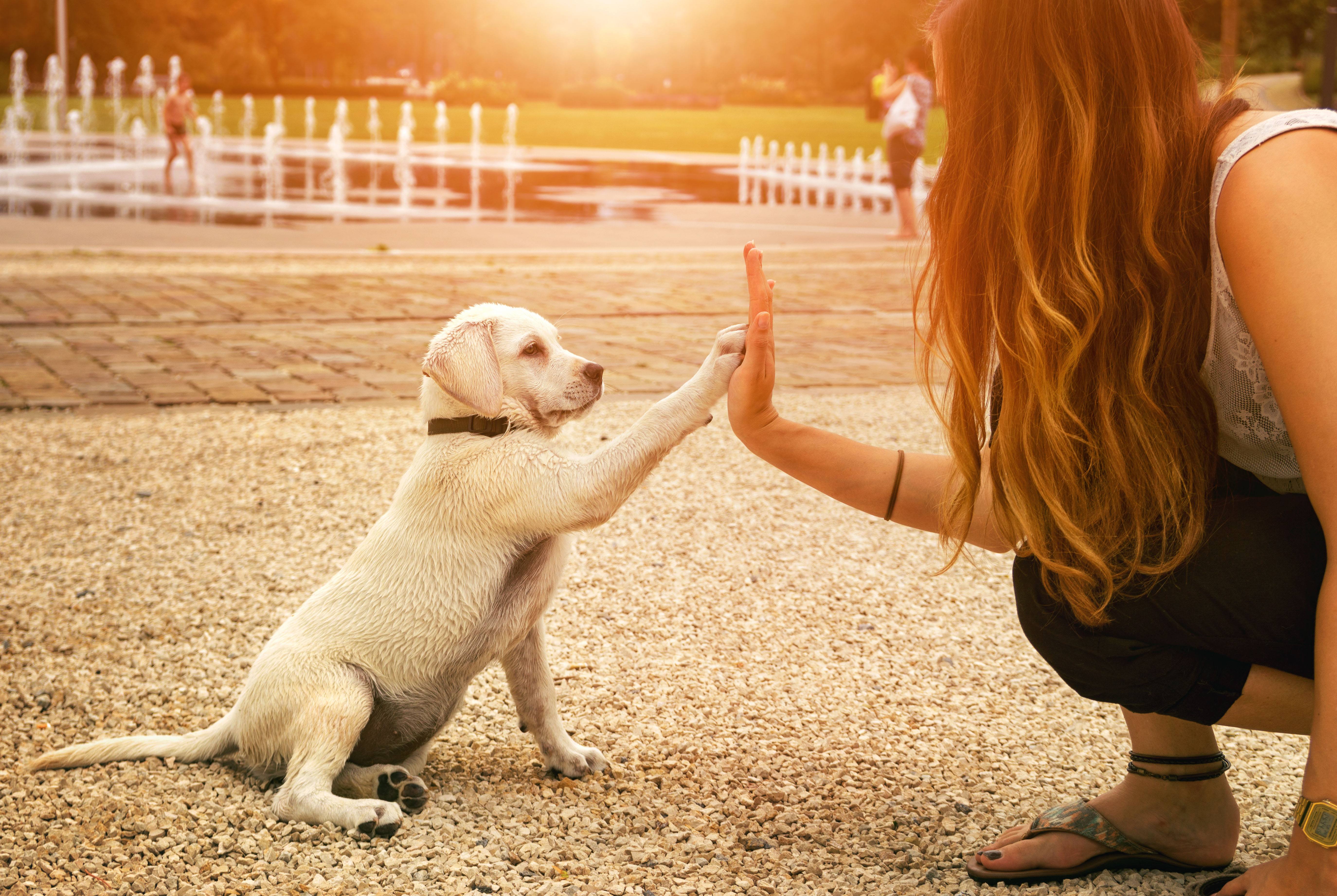 labrador-vs-golden-onging-care.jpg