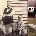 1909-es halálos kutyaharapás: John P. Colby harci pitbullja megöli unokaöccsét