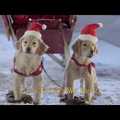 Karácsonyi ének - kutyákkal