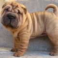 Shar Pei