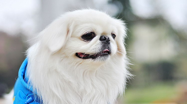 Pekingese-Apple-at-a-dog-show-01-e1379444375350.jpg