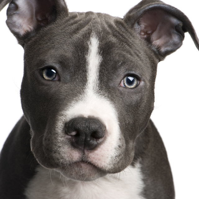 dog-picture-photo-american-pit-bull-terrier-puppy.jpg