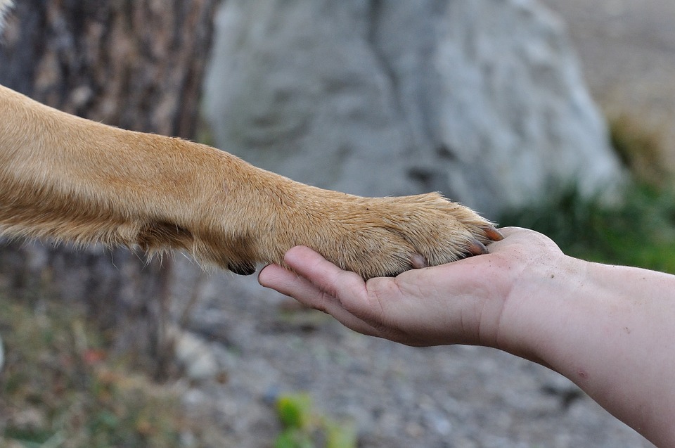 paw-in_hand.jpg