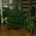 Újra karácsonyfa