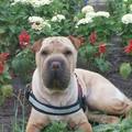 Sharpei