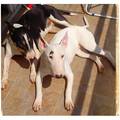 Bull terrier