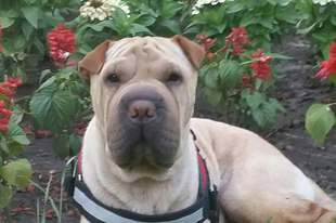 Sharpei