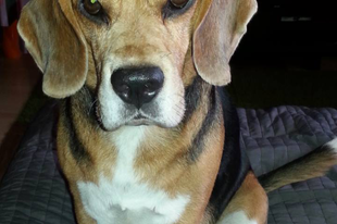 Beagle