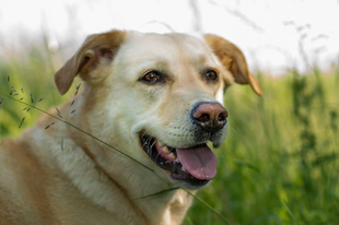 Labrador