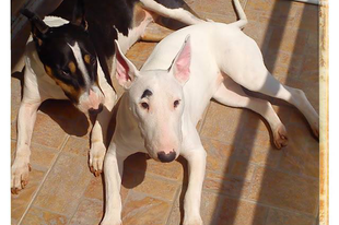 Bull terrier