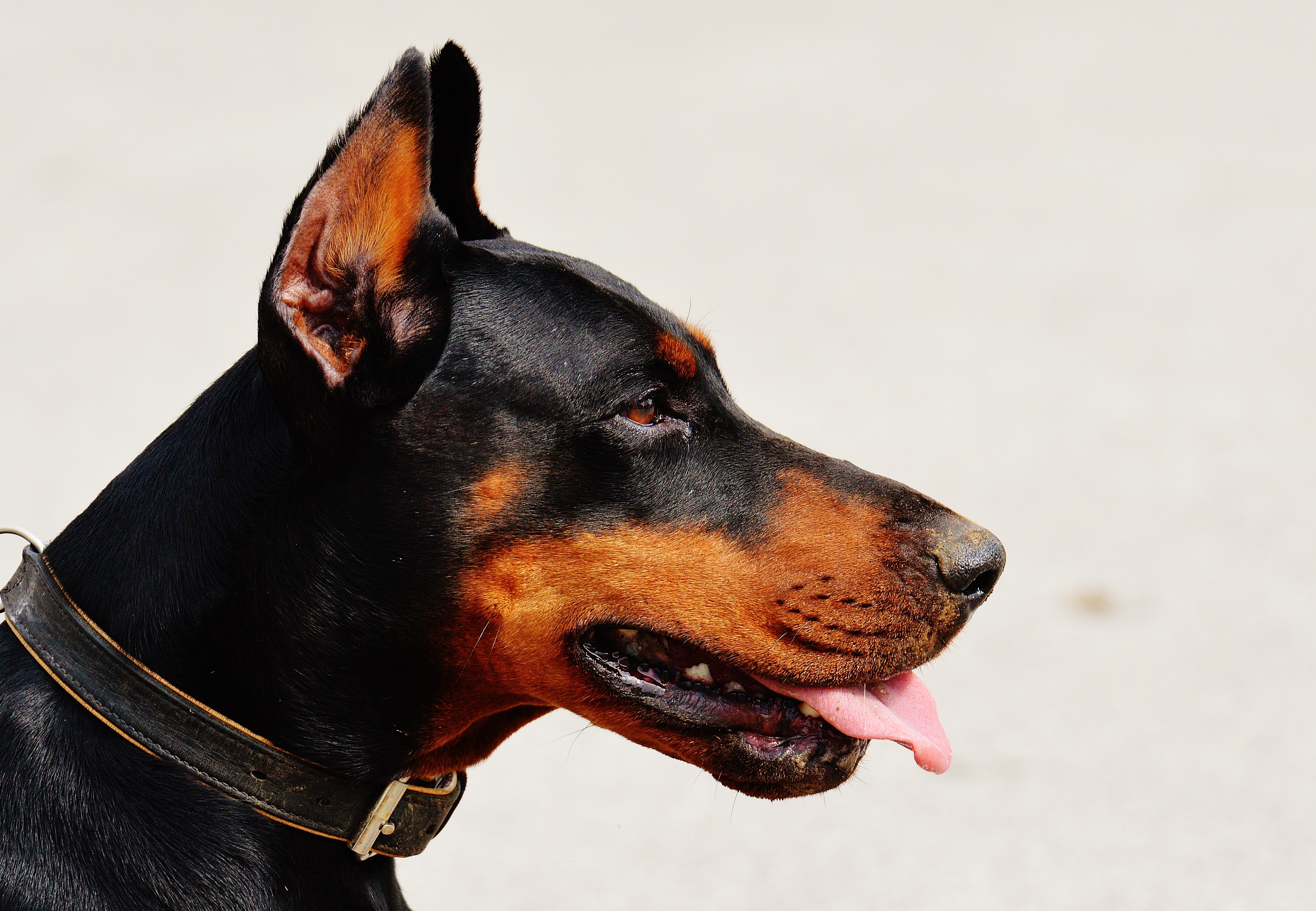 doberman-dog-animal-world-animal-89781.jpeg