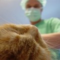 Kandúr cica ivartalanítási akció 2011 tavaszán! Érd, Kutyavári Állatorvosi Rendelő