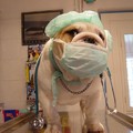 A bulldogok kedvenc állatorvosa - avagy bulldog mánia a Kutyavári Állatorvosi Rendelőben