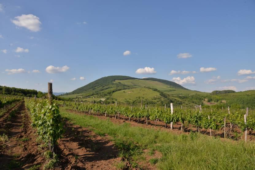 winetours_hungary_eger_eged_5495.jpg