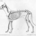 A kutya anatómiai felépítése