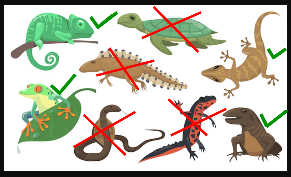 lizards_1.png