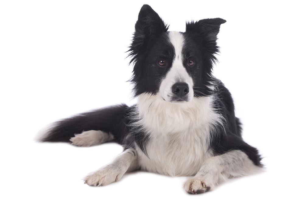 19_-border-collie.jpg