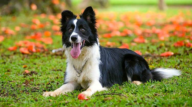 attentive-border-collie-dog-lying-down-border-collie-feature-ss.jpg