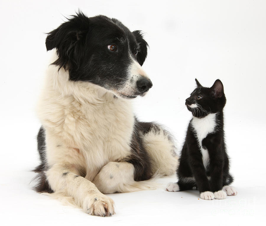 border-collie-and-tuxedo-kitten-mark-taylor.jpg