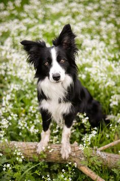 border-collie.jpg