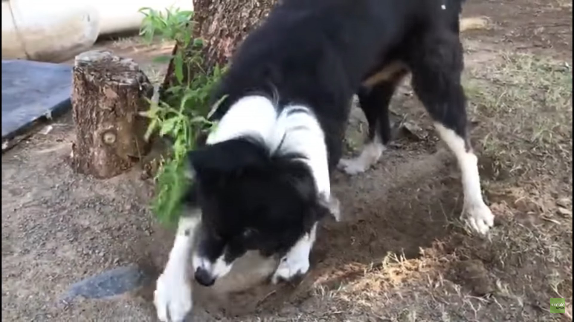 border_collie_digging.jpg