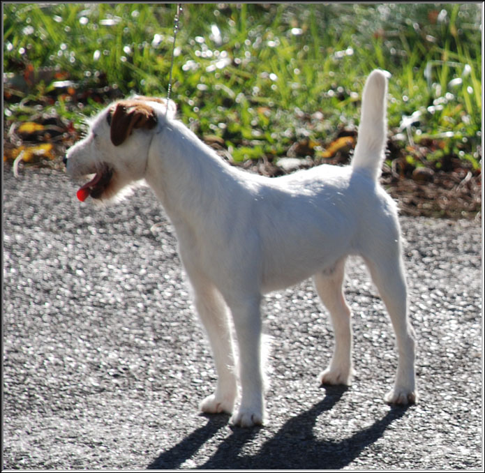 jack_russell_levi_road.jpg