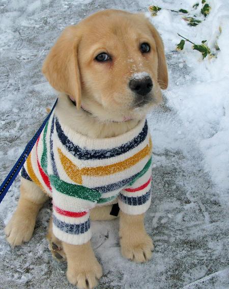 cute-puppy-winter-pics-outfit.jpg