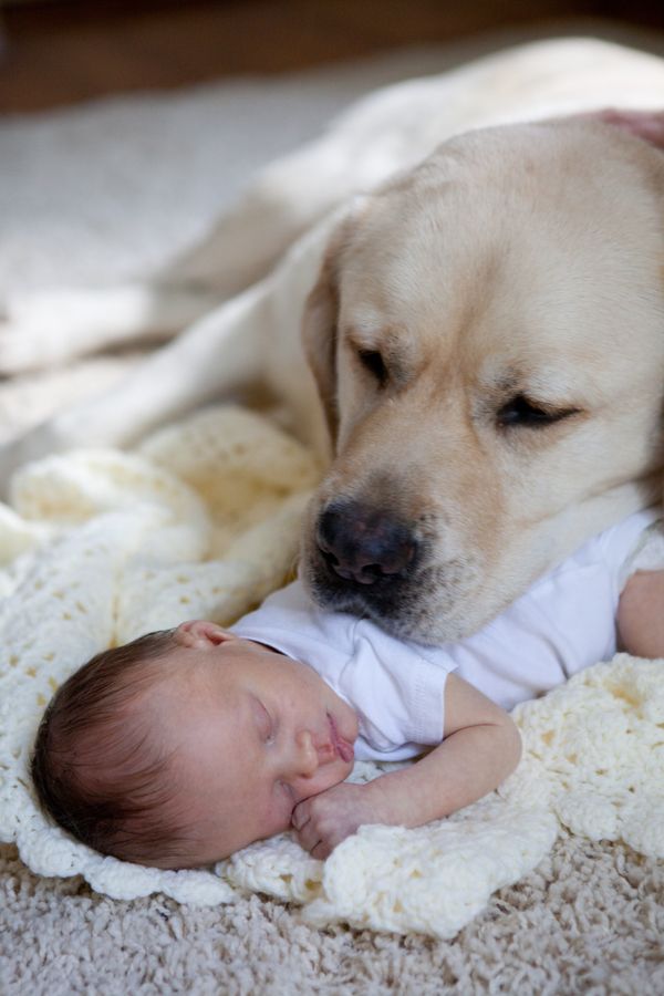 dog-protect-you-kid-cute.jpg