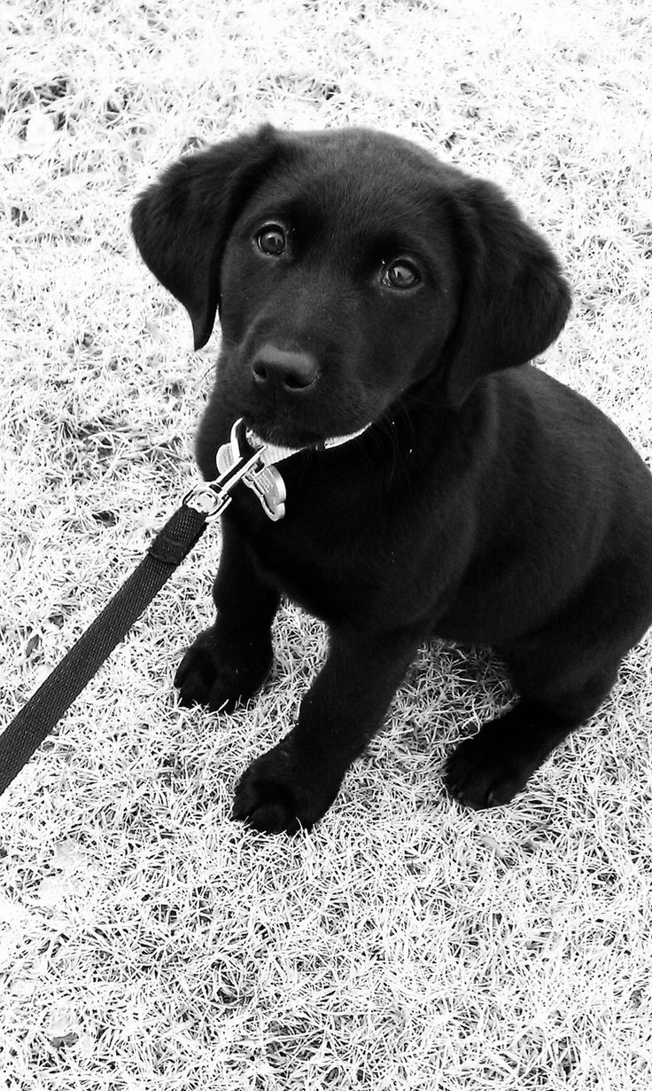 lab-puppy-black-cute.jpg