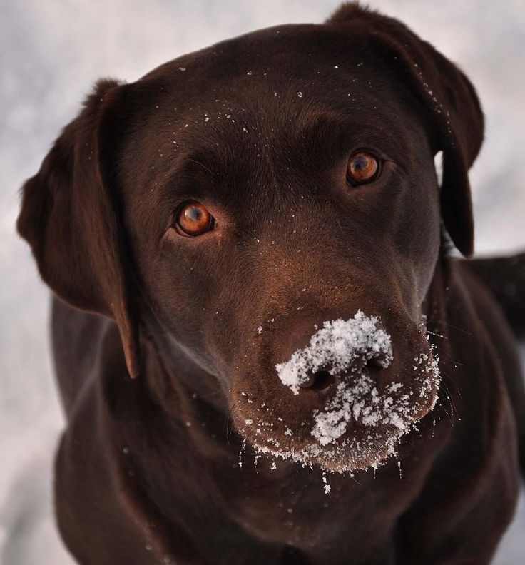 playful-dog-cute-snow-nose.jpg