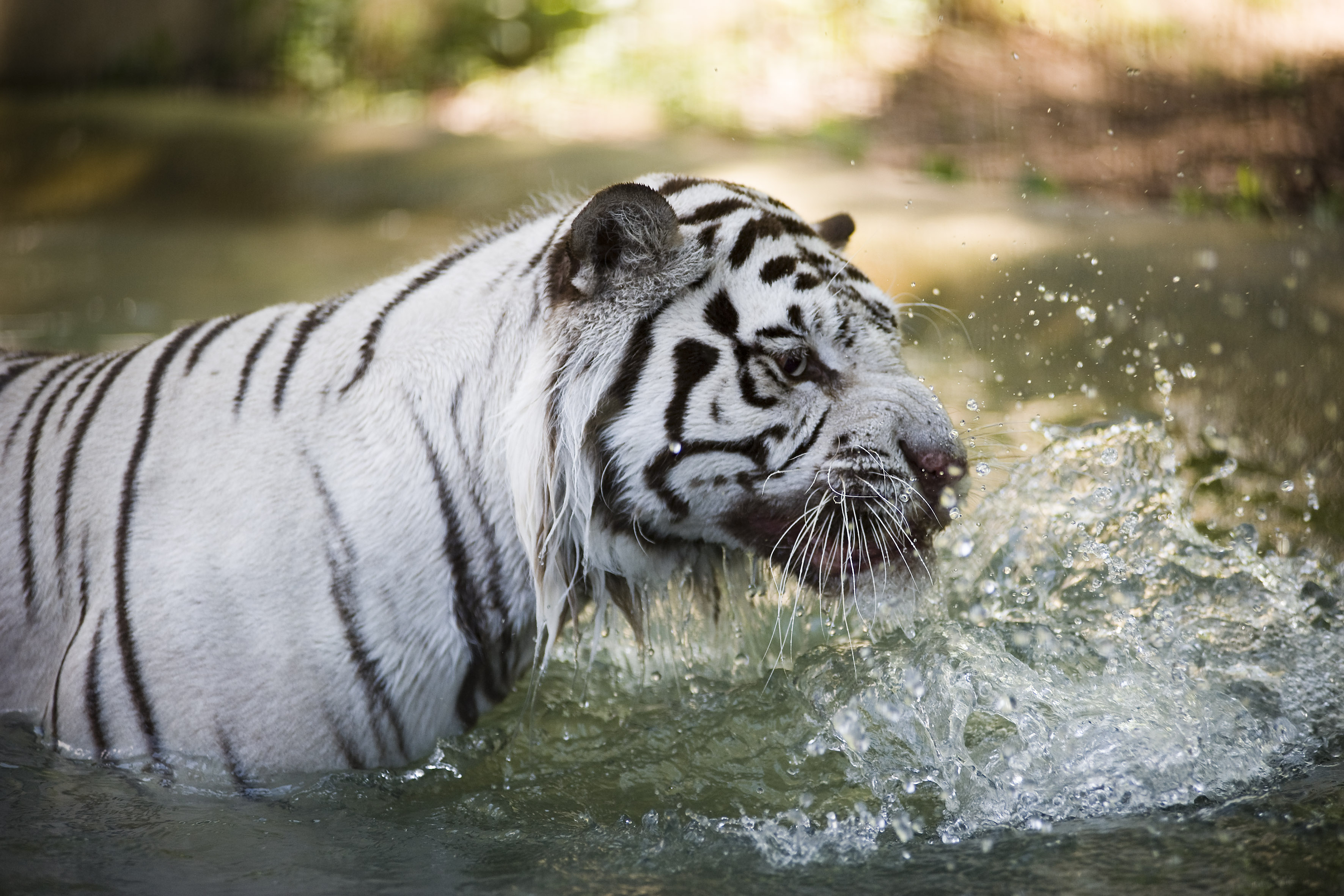 Fehér tigris 10.jpg