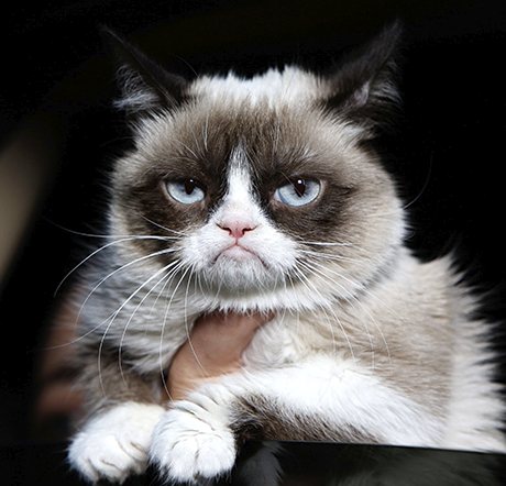 Grumpy-Cat-Tardar-Sauce-001.jpg