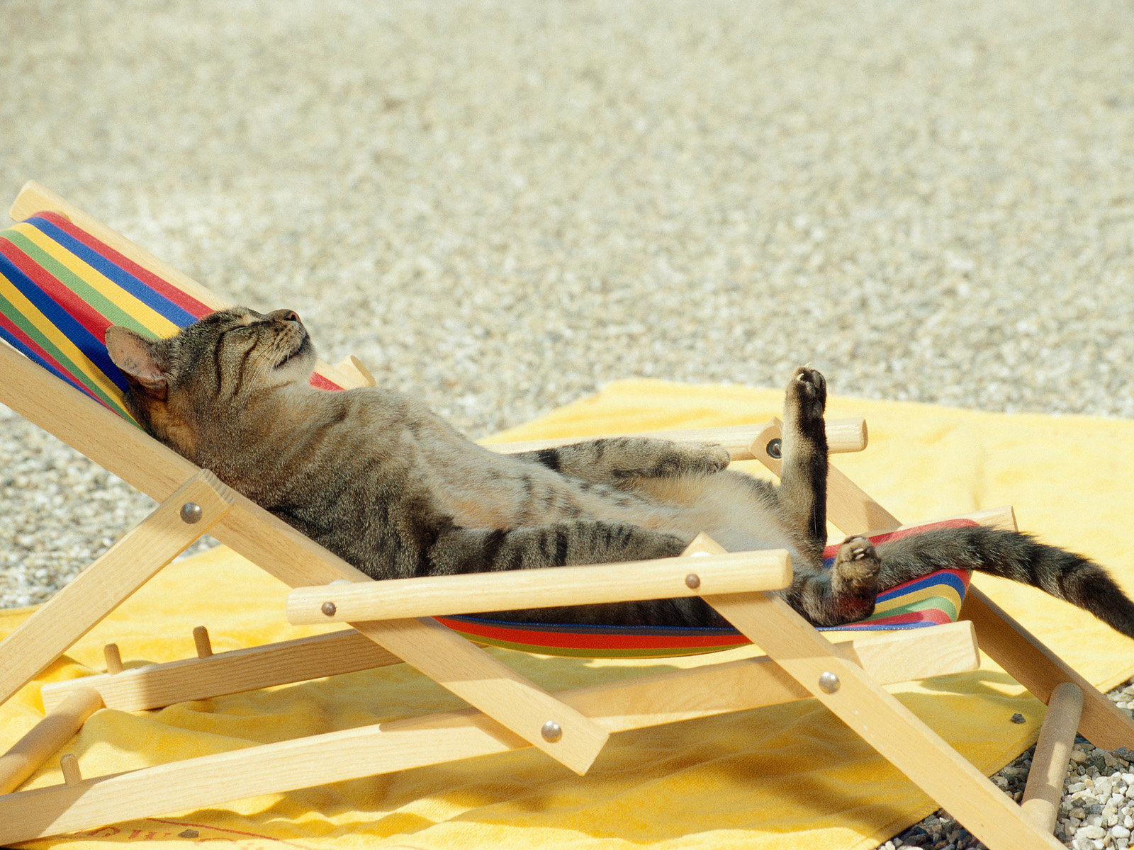 summer-cat-nap.jpg