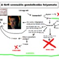 A férfi szexuális gondolkodás folyamata