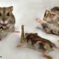 Jó a party