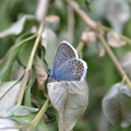 Pillangó