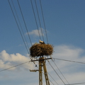 Egy random gólya