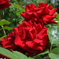 Rózsa