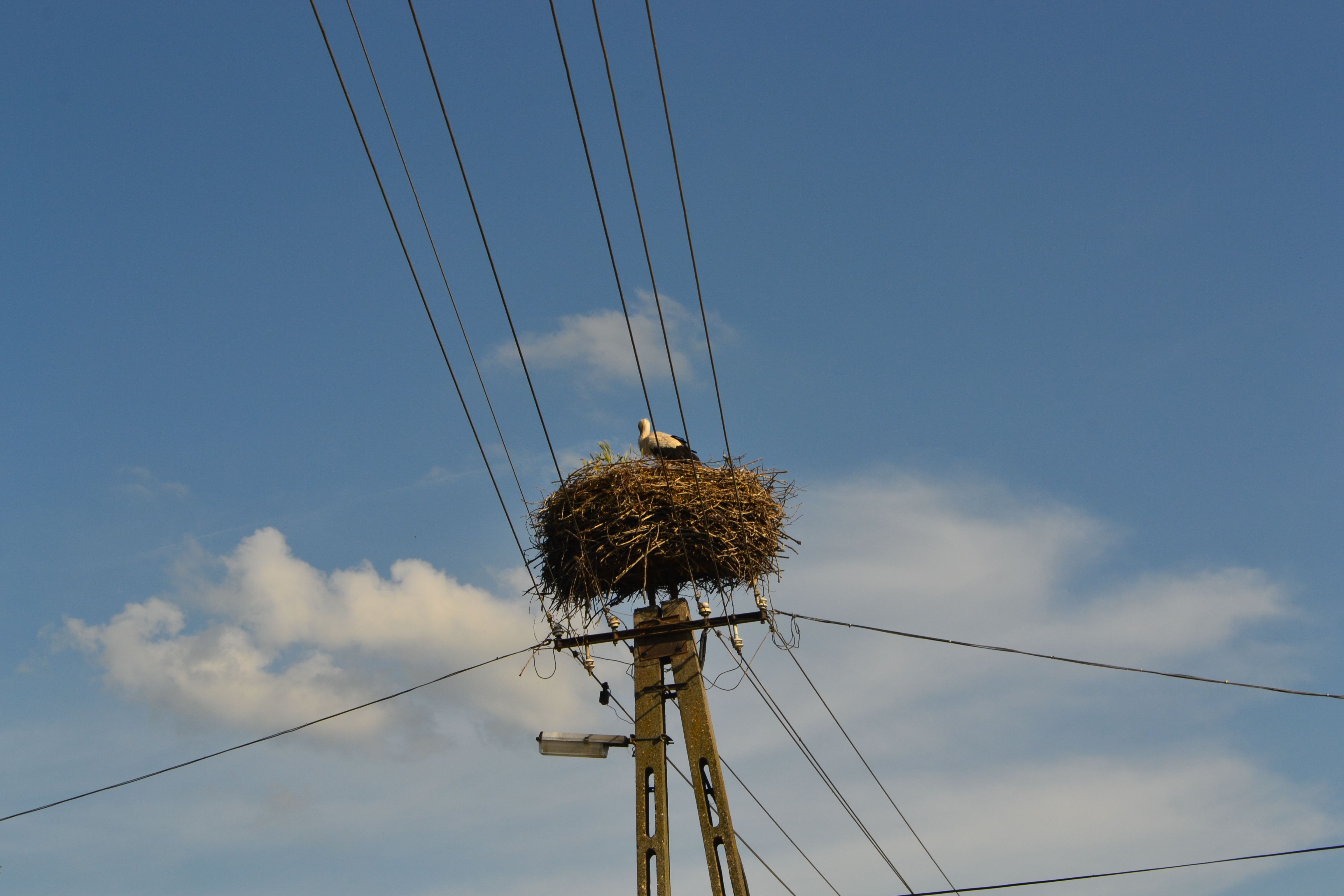 dsc_0082.JPG