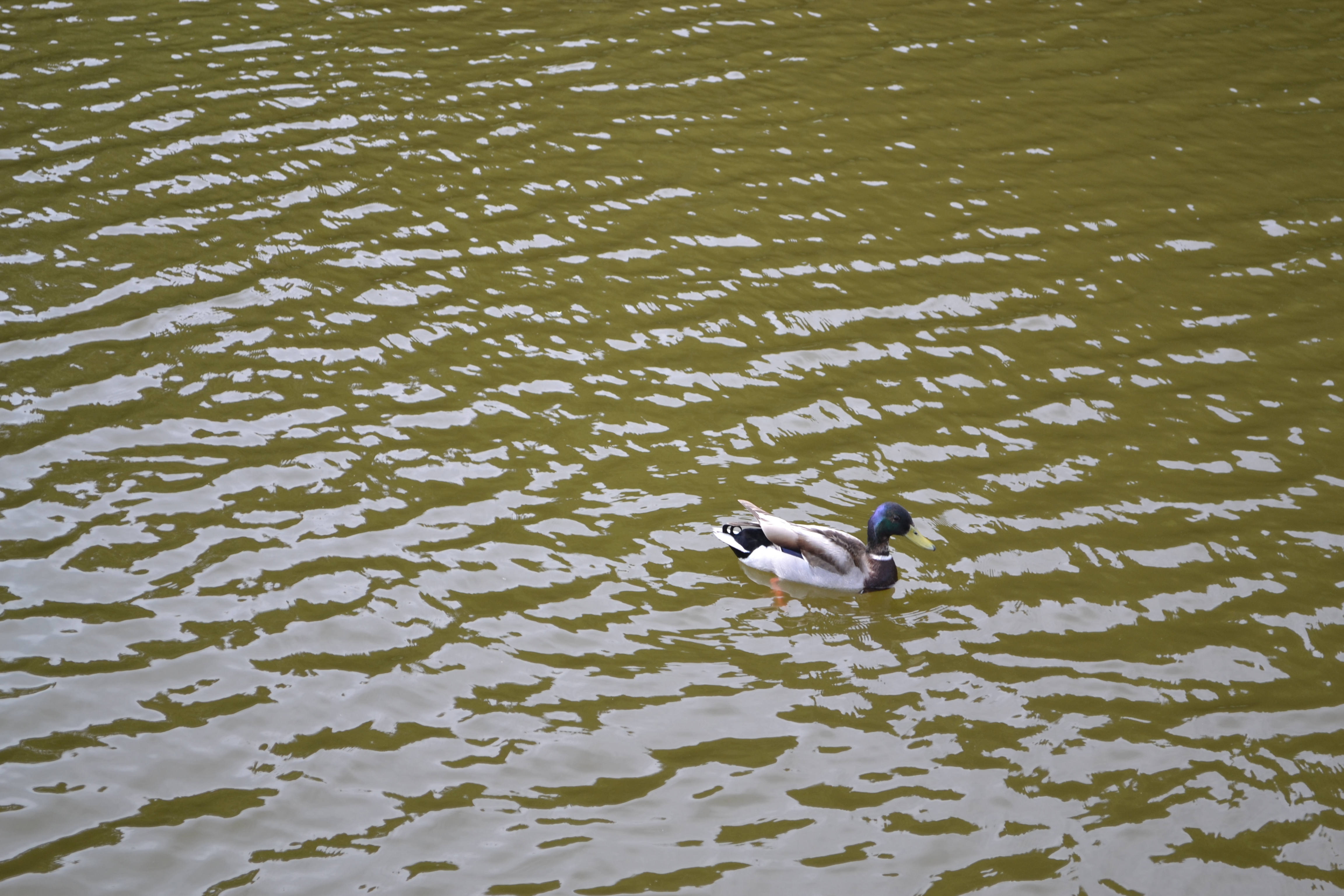 dsc_0046.JPG