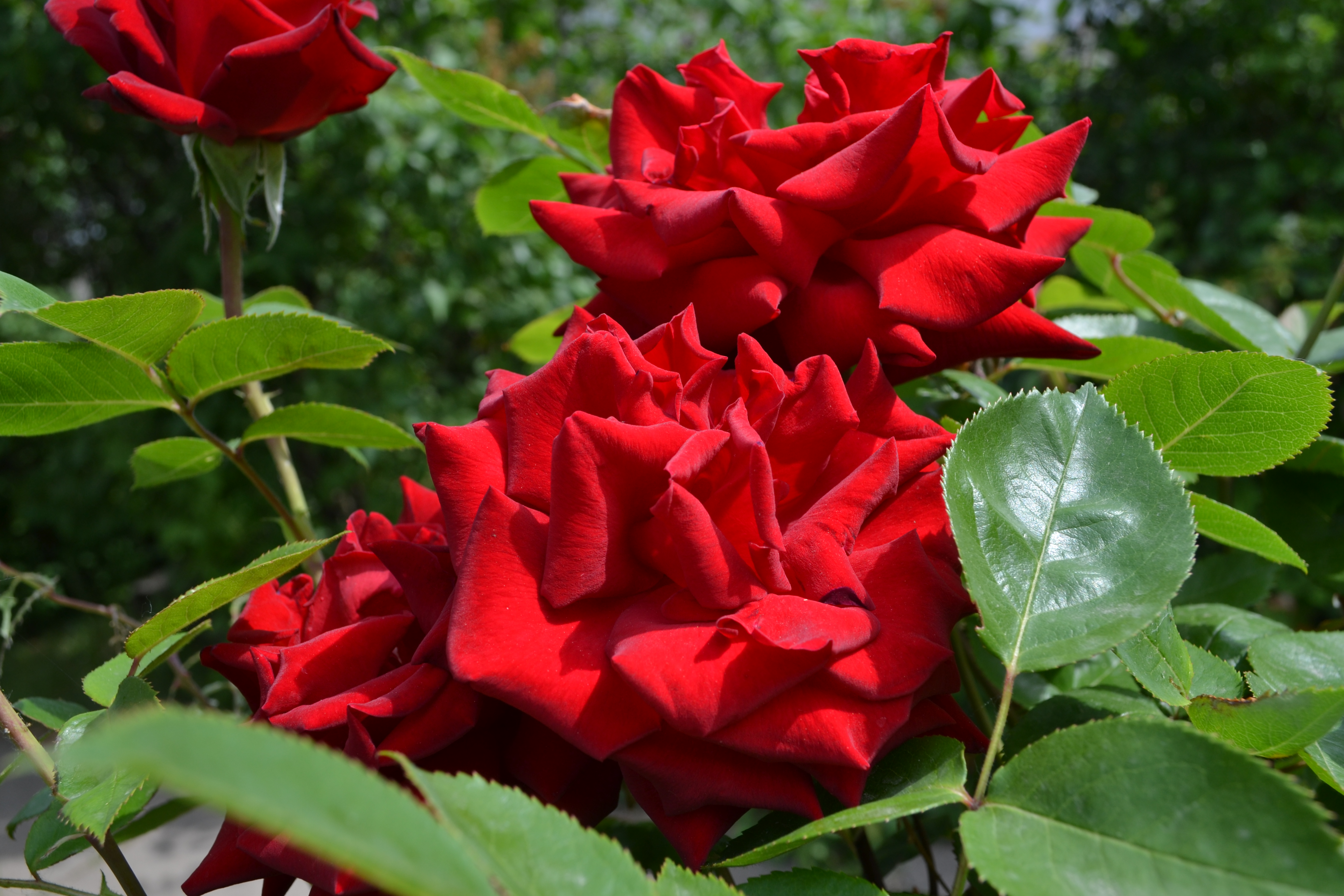 dsc_0177_1.JPG