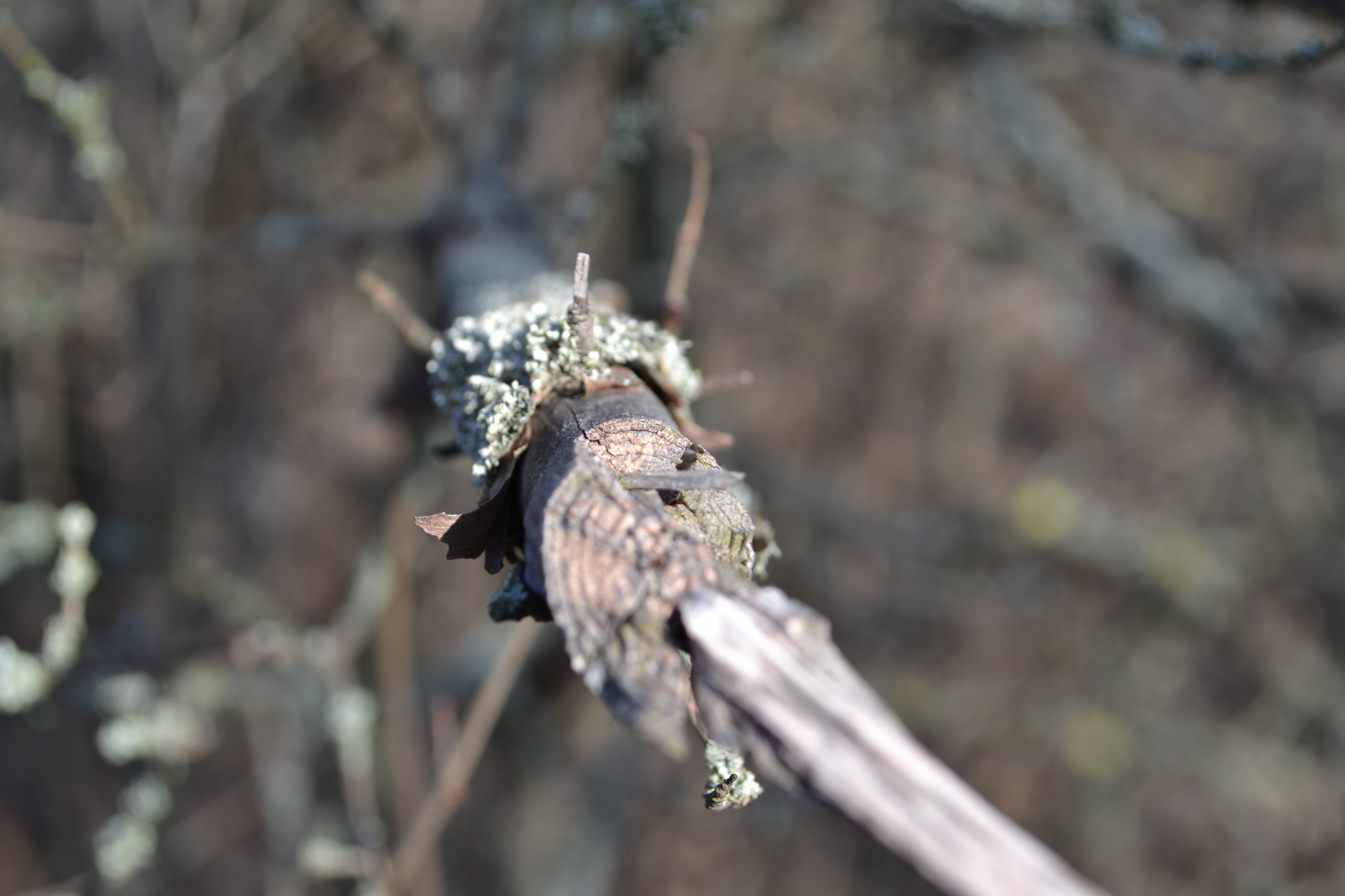 dsc_0200.JPG